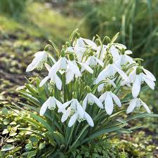 Attēlu rezultāti vaicājumam “Galanthus nivalis flower”