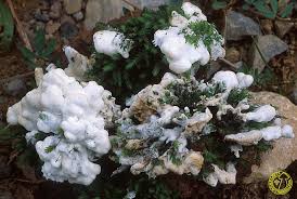 Attēlu rezultāti vaicājumam “Sebacina incrustans”