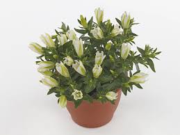 Attēlu rezultāti vaicājumam “Gentiana pneumonanthe leaf”