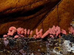 Attēlu rezultāti vaicājumam “Heterotrichia pomiformis (syn. Arcyria pomiformis)”