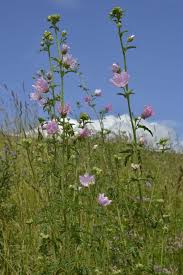 Image result for Malva alcea
