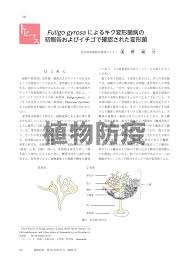 Attēlu rezultāti vaicājumam “Fuligo gyrosa”