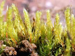 Attēlu rezultāti vaicājumam “Pogonatum dentatum macro”