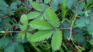 Image result for pohon semalu images