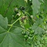 Attēlu rezultāti vaicājumam “Bryonia alba fruit”