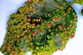 Attēlu rezultāti vaicājumam “Eriophyes laevis”