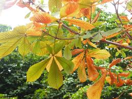 Attēlu rezultāti vaicājumam “Aesculus hippocastanum leaf”