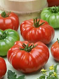 Afbeeldingsresultaat voor costoluto genovese tomato