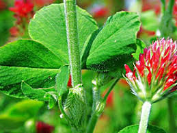 Image result for Trifolium incarnatum