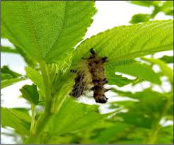 Attēlu rezultāti vaicājumam “Spilosoma sp.”
