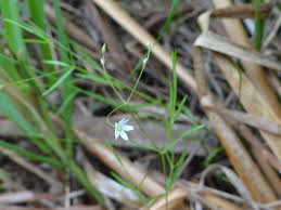 Attēlu rezultāti vaicājumam “Stellaria longifolia”