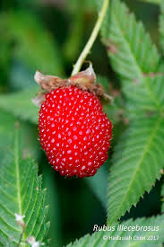 Attēlu rezultāti vaicājumam “Rubus illecebrosus fruit”
