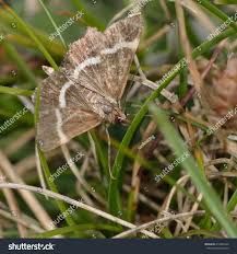 Attēlu rezultāti vaicājumam “Pyrausta cingulata”