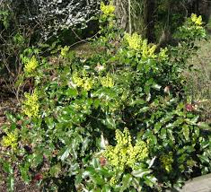 Attēlu rezultāti vaicājumam “Mahonia aquifolium leaf”