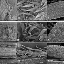 Attēlu rezultāti vaicājumam “Lasiosphaeria ovina spores”