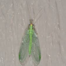 Attēlu rezultāti vaicājumam “Chrysopa”