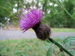 Image result for Centaurea nigra