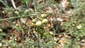 Attēlu rezultāti vaicājumam “Asparagus officinalis fruit”