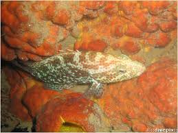 Image result for Epinephelus guttatus