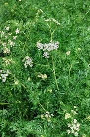 Image result for Kümmel