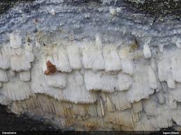 Attēlu rezultāti vaicājumam “Anomoporia bombycina”