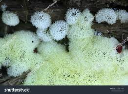 Attēlu rezultāti vaicājumam “Ceratiomyxaceae”