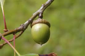 Attēlu rezultāti vaicājumam “Quercus rubra fruit”