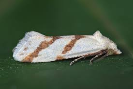 Attēlu rezultāti vaicājumam “Aethes margaritana”