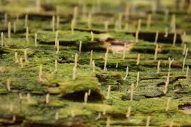 Attēlu rezultāti vaicājumam “Multiclavula mucida”