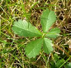 Attēlu rezultāti vaicājumam “Potentilla reptans bud”