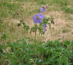 Attēlu rezultāti vaicājumam “Geranium pratense”