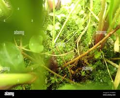 Attēlu rezultāti vaicājumam “Bryum weigelii macro”