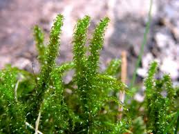 Attēlu rezultāti vaicājumam “Rhytidiadelphus”