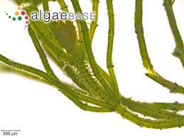 Attēlu rezultāti vaicājumam “Chara aspera”