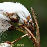Attēlu rezultāti vaicājumam “Eriophorum gracile fruit”