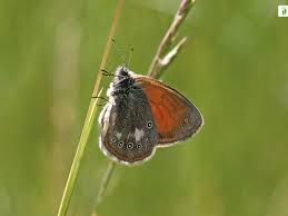Attēlu rezultāti vaicājumam “Coenonympha glycerion”