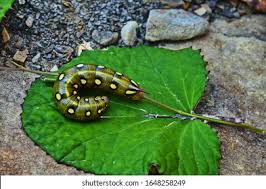 Attēlu rezultāti vaicājumam “Hyles gallii larva”