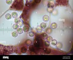 Attēlu rezultāti vaicājumam “Cribraria vulgaris”