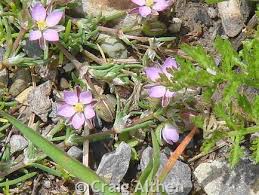Attēlu rezultāti vaicājumam “Spergularia rubra leaf”