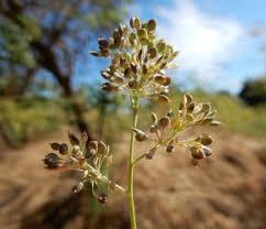 Attēlu rezultāti vaicājumam “Lepidium latifolium flower”