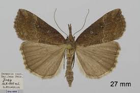 Attēlu rezultāti vaicājumam “Hypena rostralis”