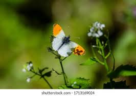 Attēlu rezultāti vaicājumam “Anthocharis cardamines male”