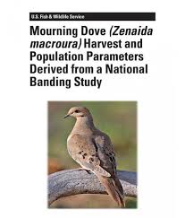 Image result for Zenaida macroura