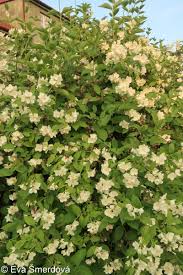 Attēlu rezultāti vaicājumam “Philadelphus coronarius”