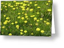 Attēlu rezultāti vaicājumam “Hieracium vulgatum bud”