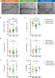 Attēlu rezultāti vaicājumam “Diderma radiatum plasmodium”