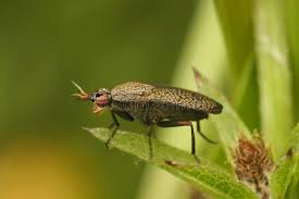 Attēlu rezultāti vaicājumam “Coremacera marginata”