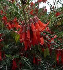 Attēlu rezultāti vaicājumam “Libanotis montana flower”