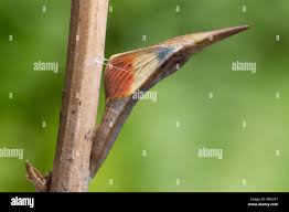 Attēlu rezultāti vaicājumam “Anthocharis cardamines male”