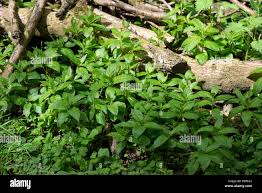 Attēlu rezultāti vaicājumam “Mercurialis perennis bud”